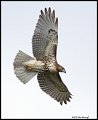 _2SB6469 red-tailed hawk